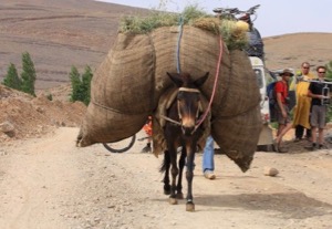 N° 049 La durée de vie de la mule et du mulet va de 25 à 30 ans.