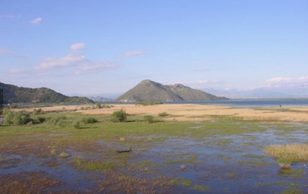 J°009 – Skadarsko jezero /le lac Skadar (Albanie – Monténégro)