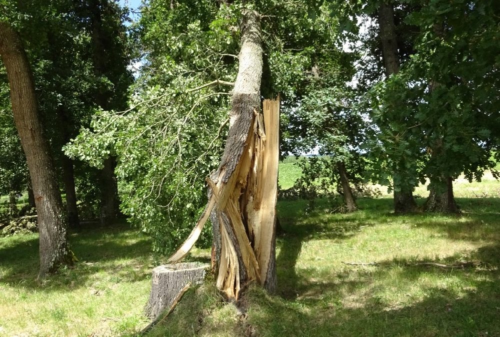 P° 002 La mort  d’un géant victime d’une tempête, la triste fin d’un chêne !